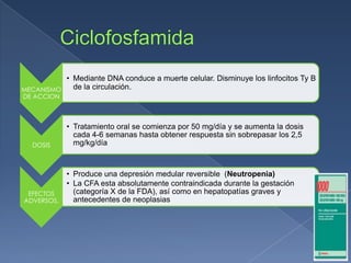 MECANISMO
DE ACCION
• Mediante DNA conduce a muerte celular. Disminuye los linfocitos Ty B
de la circulación.
DOSIS
• Tratamiento oral se comienza por 50 mg/día y se aumenta la dosis
cada 4-6 semanas hasta obtener respuesta sin sobrepasar los 2,5
mg/kg/día
EFECTOS
ADVERSOS,
• Produce una depresión medular reversible (Neutropenia)
• La CFA esta absolutamente contraindicada durante la gestación
(categoría X de la FDA), así como en hepatopatías graves y
antecedentes de neoplasias
 