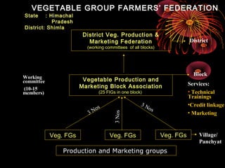 VEGETABLE GROUP FARMERS’ FEDERATION
State    : Himachal
            Pradesh
District: Shimla
                        District Veg. Production &
                          Marketing Federation                           District
                         (working committees of all blocks)




                                                                           Block
Working
committee               Vegetable Production and
                       Marketing Block Association                       Services:
 (10-15
members)                       (25 FIGs in one block)                    • Technical
                                                                         Trainings
                                                    3N                   •Credit linkage
                               s                      os
                          3 No                                           • Marketing
                                      3 Nos


            Veg. FGs                Veg. FGs                  Veg. FGs       Village/
                                                                             Panchyat
                Production and Marketing groups
 