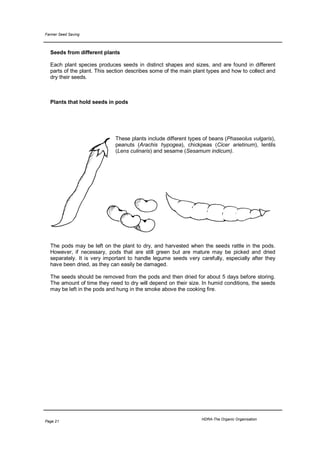 Farmer Seed Saving



  Seeds from different plants

  Each plant species produces seeds in distinct shapes and sizes, and are found in different
  parts of the plant. This section describes some of the main plant types and how to collect and
  dry their seeds.



  Plants that hold seeds in pods




                             These plants include different types of beans (Phaseolus vulgaris),
                             peanuts (Arachis hypogea), chickpeas (Cicer arietinum), lentils
                             (Lens culinaris) and sesame (Sesamum indicum).




  The pods may be left on the plant to dry, and harvested when the seeds rattle in the pods.
  However, if necessary, pods that are still green but are mature may be picked and dried
  separately. It is very important to handle legume seeds very carefully, especially after they
  have been dried, as they can easily be damaged.

  The seeds should be removed from the pods and then dried for about 5 days before storing.
  The amount of time they need to dry will depend on their size. In humid conditions, the seeds
  may be left in the pods and hung in the smoke above the cooking fire.




                                                                 HDRA-The Organic Organisation
Page 21
 