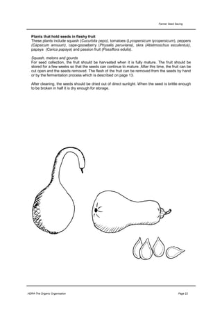 Farmer Seed Saving



  Plants that hold seeds in fleshy fruit
  These plants include squash (Cucurbita pepo), tomatoes (Lycopersicum lycopersicum), peppers
  (Capsicum annuum), cape-gooseberry (Physalis peruviana), okra (Abelmoschus esculentus),
  papaya (Carica papaya) and passion fruit (Passiflora edulis).

  Squash, melons and gourds
  For seed collection, the fruit should be harvested when it is fully mature. The fruit should be
  stored for a few weeks so that the seeds can continue to mature. After this time, the fruit can be
  cut open and the seeds removed. The flesh of the fruit can be removed from the seeds by hand
  or by the fermentation process which is described on page 13.

  After cleaning, the seeds should be dried out of direct sunlight. When the seed is brittle enough
  to be broken in half it is dry enough for storage.




HDRA-The Organic Organisation                                                                 Page 22
 