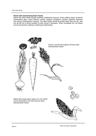 Farmer Seed Saving



  Plants with seed-bearing flower heads
  Plants with seed heads include sunflower (Helianthus annuus), onions (Allium cepa), amaranth
  (Amaranthus spp.), carrot (Daucus carota), sorghum (Sorghum), spinach (Spinaca oleracea)
  and quinoa (Chenopodium quinoa). The seed heads should be picked when they are dry, and
  can be left out of direct sunlight to finish drying if necessary. When completely dry, the seeds
  can be removed by rubbing or shaking the seed heads.




                                                  Onions, carrots and sorghum all have seed
                                                  bearing flower heads.




  Maize (Zea mays) bears seeds on a cob, which
  can be harvested in the same way as seed-
  bearing flower heads.




                                                                  HDRA-The Organic Organisation
Page 25
 