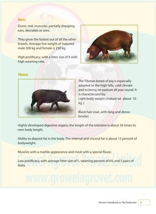 Farmer's Handbook on Pig Production
Duroc
Duroc: red, muscular, partially drooping
ears, desirable as sires.
They grow the fastest out of all the other
breeds. Average live weight of matured
male 300 kg and female is 250 kg.
High prolificacy, with a litter size of 9 with
high weaning rate.
Tibetan
The Tibetan breed of pig is especially
adapted to the high hills, cold climate
and to being on pasture all year round. It
is characterized by:
Light body weight (mature wt about 35
kg .)
Black hair coat, with long and dense
bristles
Highly developed digestive organs; the length of the intestine is about 36 times its
own body length.
Ability to deposit fat in the body. The internal and visceral fat is about 15 percent of
bodyweight.
Muscles with a marble appearance and meat with a special flavor.
Low prolificacy, with average litter size of 5, weaning percent of 69, and 5 pairs of
teats.
 
