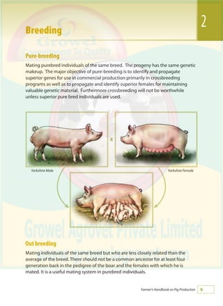 Farmer's Handbook on Pig Production
Pure-breeding
Mating purebred individuals of the same breed. The progeny has the same genetic
makeup. The major objective of pure-breeding is to identify and propagate
superior genes for use in commercial production primarily in crossbreeding
programs as well as to propagate and identify superior females for maintaining
valuable genetic material. Furthermore crossbreeding will not be worthwhile
unless superior pure bred individuals are used.
Out breeding
Mating individuals of the same breed but who are less closely related than the
average of the breed. There should not be a common ancestor for at least four
generation back in the pedigree of the boar and the females with which he is
mated. It is a useful mating system in purebred individuals.
2Breeding
Yorkshire FemaleYorkshire Male
X
 