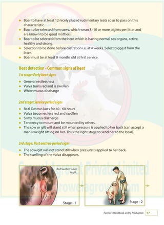 17Farmer's Handbook on Pig Production
Boar to have at least 12 nicely placed rudimentary teats so as to pass on this
characteristic.
Boar to be selected from sows, which wean 8 -10 or more piglets per litter and
are known to be good mothers.
Boar to be selected from the herd which is having normal sex organs, active,
healthy and strong.
Selection to be done before castration i.e. at 4 weeks. Select biggest from the
litter.
Boar must be at least 8 months old at first service.
Heat detection - Common signs of heat
1ststage:Earlyheatsigns
General restlessness
Vulva turns red and is swollen
White mucus discharge
2ndstage:Serviceperiodsigns
Real Oestrus lasts for 40 - 60 hours
Vulva becomes less red and swollen
Slimy mucus discharge
Tendency to mount and be mounted by others.
The sow or gilt will stand still when pressure is applied to her back (can accept a
man's weight sitting on her. Thus the right stage to send her to the boar).
3rdstage:Postoestrus-periodsigns
The sow/gilt will not stand still when pressure is applied to her back.
The swelling of the vulva disappears.
á
á
á
á
á
á
á
á
á
á
á
á
á
á
á
Stage - 1 Stage - 2
Red Swollen Vulva
in gilt.
 