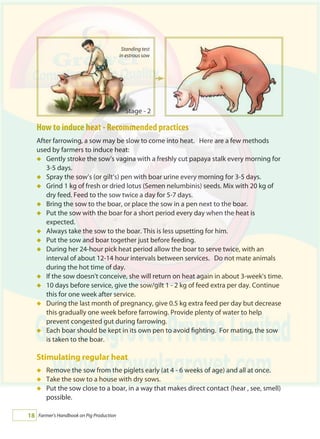 Farmer's Handbook on Pig Production18
How to induce heat - Recommended practices
After farrowing, a sow may be slow to come into heat. Here are a few methods
used by farmers to induce heat:
Gently stroke the sow’s vagina with a freshly cut papaya stalk every morning for
3-5 days.
Spray the sow’s (or gilt’s) pen with boar urine every morning for 3-5 days.
Grind 1 kg of fresh or dried lotus (Semen nelumbinis) seeds. Mix with 20 kg of
dry feed. Feed to the sow twice a day for 5-7 days.
Bring the sow to the boar, or place the sow in a pen next to the boar.
Put the sow with the boar for a short period every day when the heat is
expected.
Always take the sow to the boar. This is less upsetting for him.
Put the sow and boar together just before feeding.
During her 24-hour pick heat period allow the boar to serve twice, with an
interval of about 12-14 hour intervals between services. Do not mate animals
during the hot time of day.
If the sow doesn't conceive, she will return on heat again in about 3-week's time.
10 days before service, give the sow/gilt 1 - 2 kg of feed extra per day. Continue
this for one week after service.
During the last month of pregnancy, give 0.5 kg extra feed per day but decrease
this gradually one week before farrowing. Provide plenty of water to help
prevent congested gut during farrowing.
Each boar should be kept in its own pen to avoid fighting. For mating, the sow
is taken to the boar.
Stimulating regular heat
Remove the sow from the piglets early (at 4 - 6 weeks of age) and all at once.
Take the sow to a house with dry sows.
Put the sow close to a boar, in a way that makes direct contact (hear , see, smell)
possible.
á
á
á
á
á
á
á
á
á
á
á
á
á
á
á
Standing test
in estrous sow
Stage - 2
 