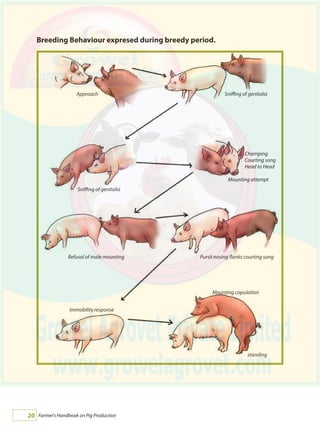 Farmer's Handbook on Pig Production20
Approach Sniffing of genitalia
Sniffing of genitalia
Champing
Courting song
Head to Head
Mounting attempt
Refusal of male mounting Pursit nosing flanks courting song
Immobility response
Mounting copulation
standing
Breeding Behaviour expresed during breedy period.
 