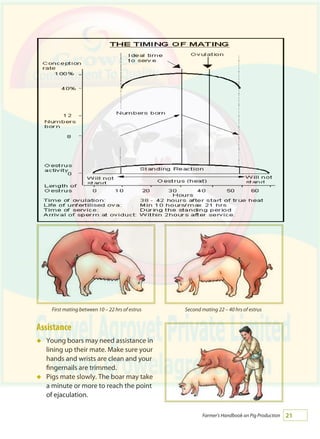 21Farmer's Handbook on Pig Production
Assistance
Young boars may need assistance in
lining up their mate. Make sure your
hands and wrists are clean and your
fingernails are trimmed.
Pigs mate slowly. The boar may take
a minute or more to reach the point
of ejaculation.
á
á
First mating between 10 – 22 hrs of estrus Second mating 22 – 40 hrs of estrus
 