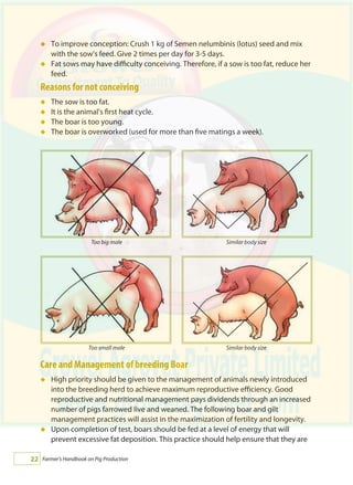Farmer's Handbook on Pig Production22
To improve conception: Crush 1 kg of Semen nelumbinis (lotus) seed and mix
with the sow’s feed. Give 2 times per day for 3-5 days.
Fat sows may have difficulty conceiving. Therefore, if a sow is too fat, reduce her
feed.
Reasons for not conceiving
The sow is too fat.
It is the animal’s first heat cycle.
The boar is too young.
The boar is overworked (used for more than five matings a week).
Care and Management of breeding Boar
High priority should be given to the management of animals newly introduced
into the breeding herd to achieve maximum reproductive efficiency. Good
reproductive and nutritional management pays dividends through an increased
number of pigs farrowed live and weaned. The following boar and gilt
management practices will assist in the maximization of fertility and longevity.
Upon completion of test, boars should be fed at a level of energy that will
prevent excessive fat deposition. This practice should help ensure that they are
á
á
á
á
á
á
á
á
Too big male Similar body size
Too small male Similar body size
 