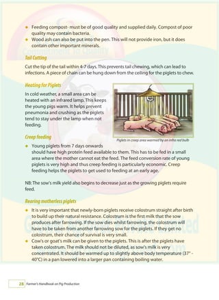 Farmer's Handbook on Pig Production28
Feeding compost- must be of good quality and supplied daily. Compost of poor
quality may contain bacteria.
Wood ash can also be put into the pen. This will not provide iron, but it does
contain other important minerals.
TailCutting
Cut the tip of the tail within 4-7 days. This prevents tail chewing, which can lead to
infections. A piece of chain can be hung down from the ceiling for the piglets to chew.
HeatingforPiglets
In cold weather, a small area can be
heated with an infrared lamp. This keeps
the young pigs warm. It helps prevent
pneumonia and crushing as the piglets
tend to stay under the lamp when not
feeding.
	
Creepfeeding
Young piglets from 7 days onwards
should have high protein feed available to them. This has to be fed in a small
area where the mother cannot eat the feed. The feed conversion rate of young
piglets is very high and thus creep feeding is particularly economic. Creep
feeding helps the piglets to get used to feeding at an early age.
NB: The sow's milk yield also begins to decrease just as the growing piglets require
feed.
Rearingmotherlesspiglets
It is very important that newly-born piglets receive colostrum straight after birth
to build up their natural resistance. Colostrum is the first milk that the sow
produces after farrowing. If the sow dies whilst farrowing, the colostrum will
have to be taken from another farrowing sow for the piglets. If they get no
colostrum, their chance of survival is very small.
Cow's or goat's milk can be given to the piglets. This is after the piglets have
taken colostrum. The milk should not be diluted, as sow's milk is very
concentrated. It should be warmed up to slightly above body temperature (37° -
40°C) in a pan lowered into a larger pan containing boiling water.
á
á
á
á
á
Piglets in creep area warmed by an infra red bulb
 