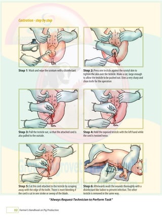 Farmer's Handbook on Pig Production32
Castration-stepbystep
Step 6: Afterwards wash the wounds thoroughly with a
disinfectant like iodine to prevent infection. The other
testicle is removed in the same way.
Step 5: Cut the cord attached to the testicle by scraping
away with the edge of the knife. There is more bleeding if
the cord is cut in one stroke or sweep of the blade.
Step 3: Pull the testicle out, so that the attached cord is
also pulled to the outside.
Step 4: Hold the exposed testicle with the left hand while
the cord is twisted twice.
Step 1: Wash and wipe the scrotum with a disinfectant Step 2: Press one testicle against the scrotal skin to
tighten the skin over the testicle. Make a cut, large enough
to allow the testicle to be pushed out. Uses a very sharp and
clean knife for the operation
“Always Request Technician to Perform Task”
 