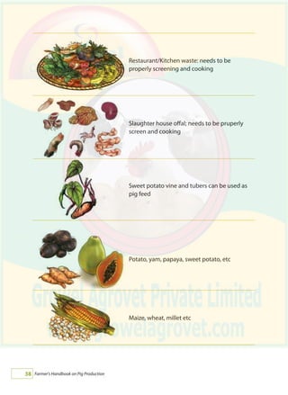 Farmer's Handbook on Pig Production38
Restaurant/Kitchen waste: needs to be
properly screening and cooking
Slaughter house offal; needs to be pruperly
screen and cooking
Sweet potato vine and tubers can be used as
pig feed
Potato, yam, papaya, sweet potato, etc
Maize, wheat, millet etc
 
