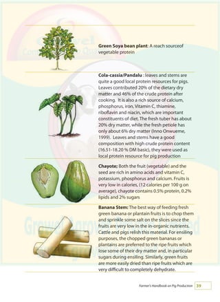 39Farmer's Handbook on Pig Production
Green Soya bean plant: A reach sourceof
vegetable protein
Cola-cassia/Pandalu : leaves and stems are
quite a good local protein resources for pigs.
Leaves contributed 20% of the dietary dry
matter and 46% of the crude protein after
cooking. It is also a rich source of calcium,
phosphorus, iron, Vitamin C, thiamine,
riboflavin and niacin, which are important
constituents of diet. The fresh tuber has about
20% dry matter, while the fresh petiole has
only about 6% dry matter (Inno Onwueme,
1999). Leaves and stems have a good
composition with high crude protein content
(16.51-18.20 % DM basic), they were used as
local protein resource for pig production
Chayote; Both the fruit (vegetable) and the
seed are rich in amino acids and vitamin C,
potassium, phosphorus and calcium. Fruits is
very low in calories, (12 calories per 100 g on
average), chayote contains 0.5% protein, 0.2%
lipids and 2% sugars
Banana Stem: The best way of feeding fresh
green banana or plantain fruits is to chop them
and sprinkle some salt on the slices since the
fruits are very low in the in-organic nutrients.
Cattle and pigs relish this material. For ensiling
purposes, the chopped green bananas or
plantains are preferred to the ripe fruits which
lose some of their dry matter and, in particular
sugars during ensiling. Similarly, green fruits
are more easily dried than ripe fruits which are
very difficult to completely dehydrate.
 