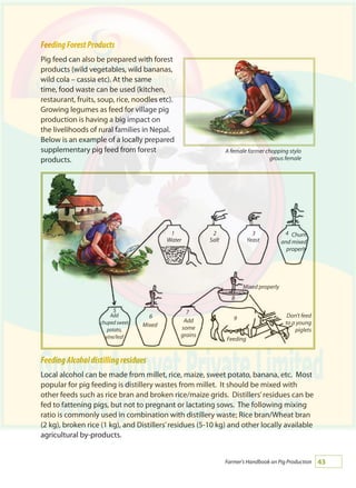 43Farmer's Handbook on Pig Production
FeedingForestProducts
Pig feed can also be prepared with forest
products (wild vegetables, wild bananas,
wild cola – cassia etc). At the same
time, food waste can be used (kitchen,
restaurant, fruits, soup, rice, noodles etc).
Growing legumes as feed for village pig
production is having a big impact on
the livelihoods of rural families in Nepal.
Below is an example of a locally prepared
supplementary pig feed from forest
products.
FeedingAlcoholdistillingresidues
Local alcohol can be made from millet, rice, maize, sweet potato, banana, etc. Most
popular for pig feeding is distillery wastes from millet. It should be mixed with
other feeds such as rice bran and broken rice/maize grids. Distillers’residues can be
fed to fattening pigs, but not to pregnant or lactating sows. The following mixing
ratio is commonly used in combination with distillery waste; Rice bran/Wheat bran
(2 kg), broken rice (1 kg), and Distillers’residues (5-10 kg) and other locally available
agricultural by-products.
A female farmer chopping stylo
grous female
Water Salt Yeast
Churn
and mixed
properly
Mixed properly
Add
some
grains
Add
chuped sweet
potato,
vine/leaf
Mixed
Feeding
Don't feed
to a young
piglets
1 2 3 4
5
6
7
8
9
 