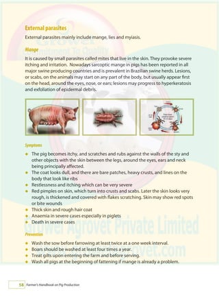 Farmer's Handbook on Pig Production58
External parasites
External parasites mainly include mange, lies and myiasis.
Mange
It is caused by small parasites called mites that live in the skin. They provoke severe
itching and irritation. Nowadays sarcoptic mange in pigs has been reported in all
major swine producing countries and is prevalent in Brazilian swine herds. Lesions,
or scabs, on the animals may start on any part of the body, but usually appear first
on the head, around the eyes, nose, or ears; lesions may progress to hyperkeratosis
and exfoliation of epidermal debris.
Symptoms
The pig becomes itchy, and scratches and rubs against the walls of the sty and
other objects with the skin between the legs, around the eyes, ears and neck
being principally affected.
The coat looks dull, and there are bare patches, heavy crusts, and lines on the
body that look like ribs
Restlessness and itching which can be very severe
Red pimples on skin, which turn into crusts and scabs. Later the skin looks very
rough, is thickened and covered with flakes scratching. Skin may show red spots
or bite wounds
Thick skin and rough hair coat
Anaemia in severe cases especially in piglets
Death in severe cases
Prevention
Wash the sow before farrowing at least twice at a one week interval.
Boars should be washed at least four times a year.
Treat gilts upon entering the farm and before serving.
Wash all pigs at the beginning of fattening if mange is already a problem.
á
á
á
á
á
á
á
á
á
á
á
 