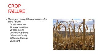 CROP
FAILURE
• There are many different reasons for
crop failure
Late Monsoon
Heavy Monsoon
Pests,Insects
Natural Calamity
Personal Enmity
Climate Change
Drought
 