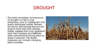 DROUGHT
• The most immediate consequence
of drought is a fall in crop
production, due to inadequate and
poorly distributed rainfall. Farmers
are faced with harvests that are too
small to both feed their families,
fodder supplies from crop residues to
feed their livestock and fulfil their
other commitments forcing them to
drastic measures. The drastic
measures can include changing
jobs orsuicides.
 