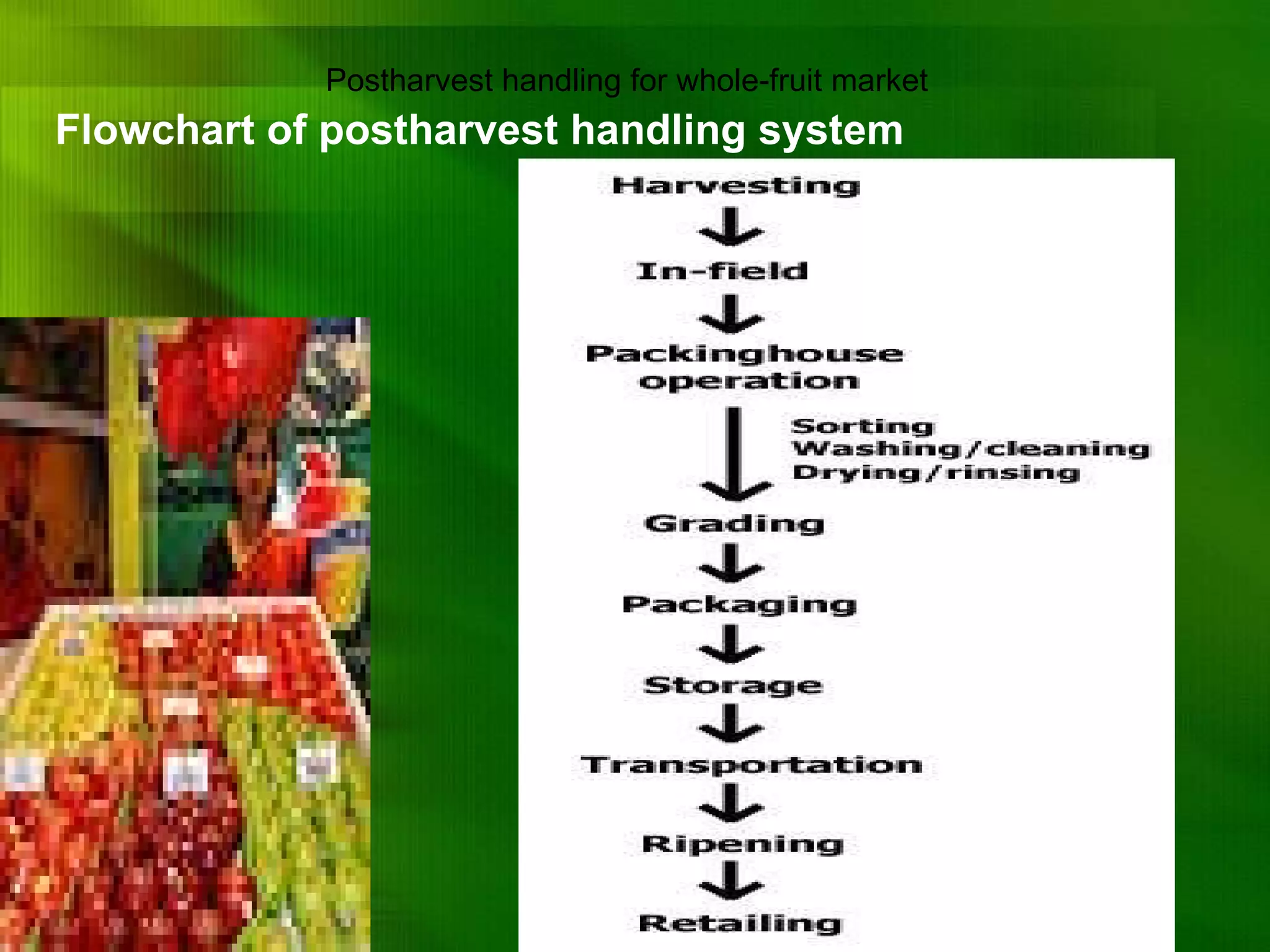Flowchart of postharvest handling system  Postharvest handling for whole-fruit market  
