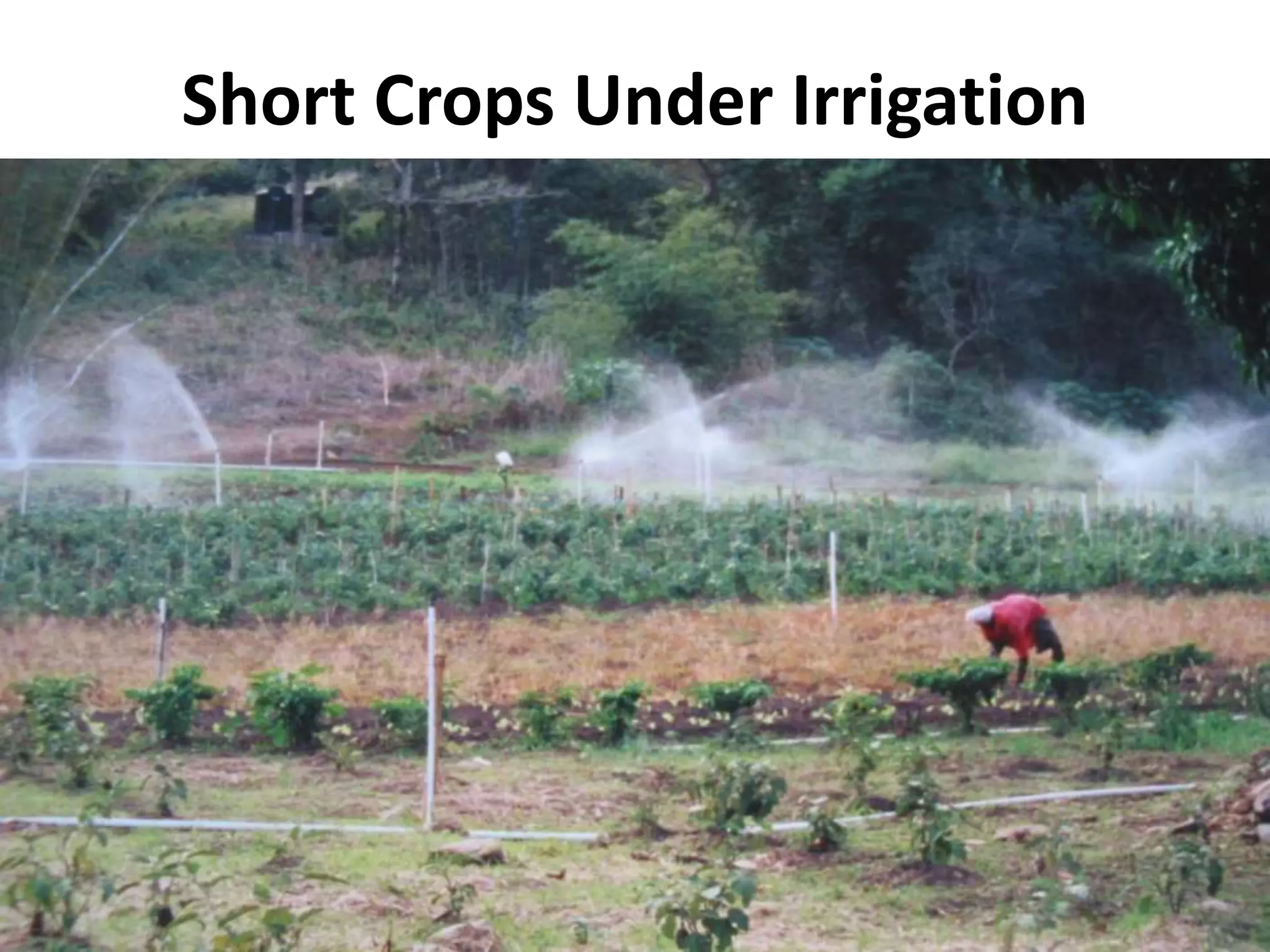 Short Crops Under Irrigation
 
