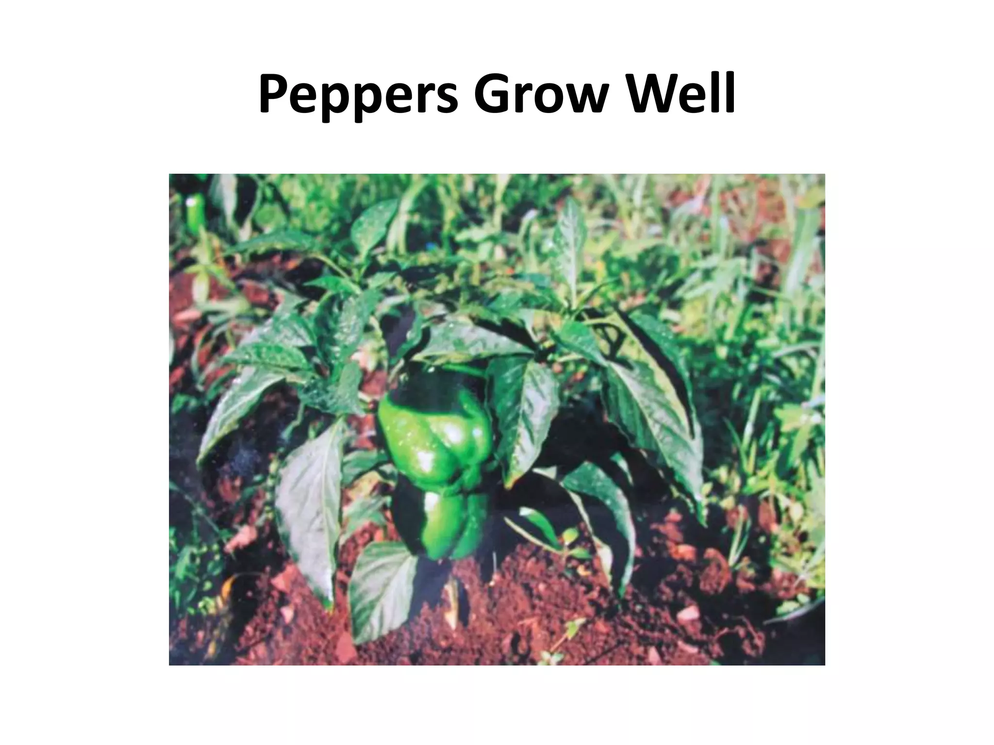 Peppers Grow Well
 