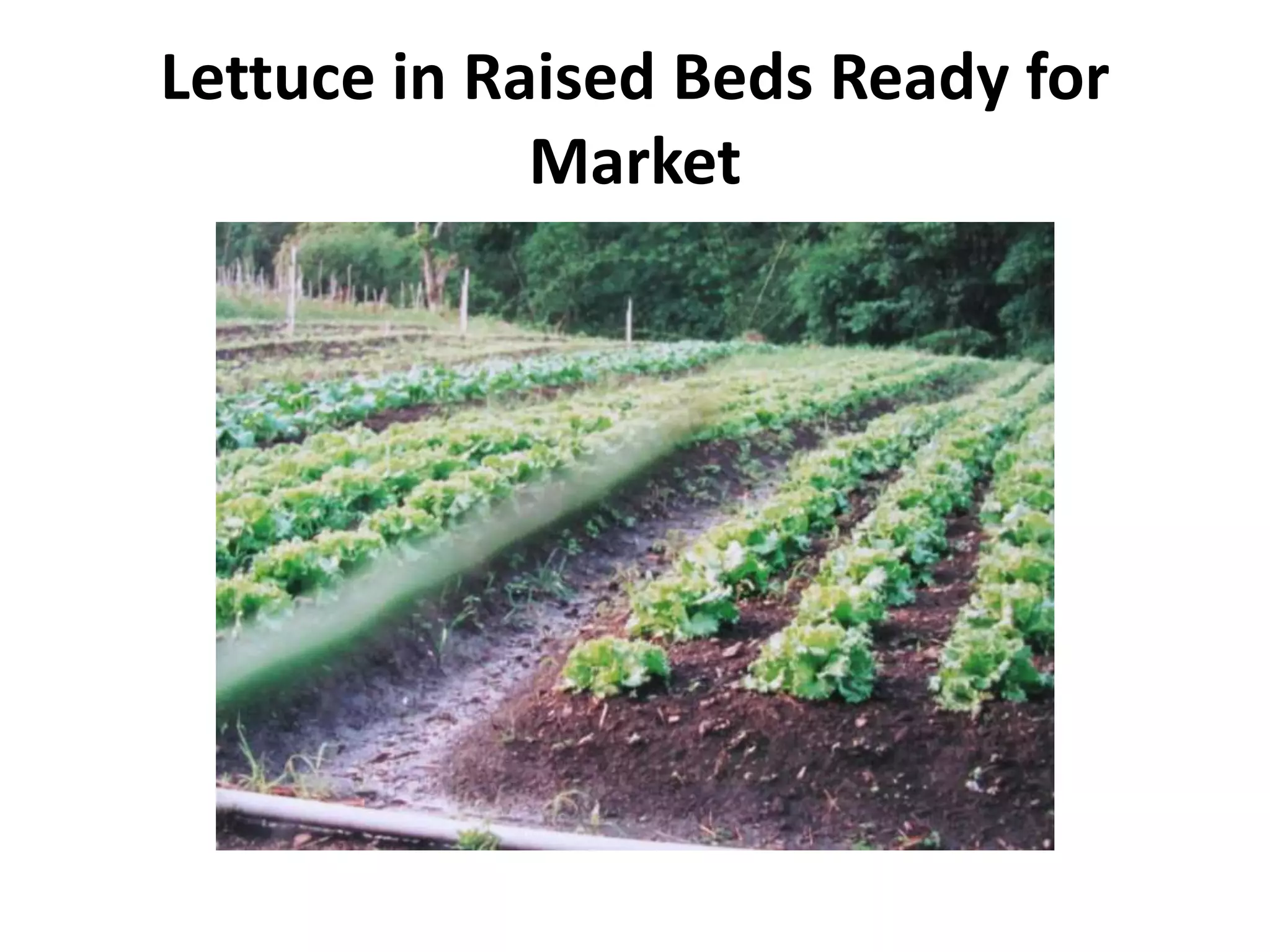 Lettuce in Raised Beds Ready for
Market
 