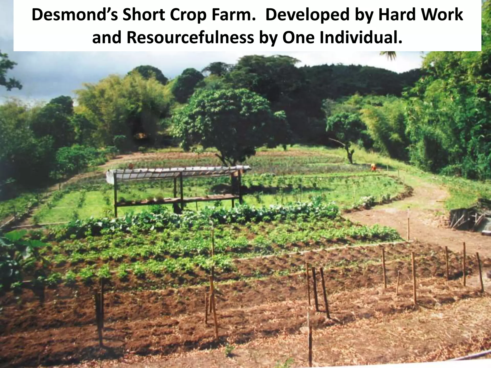Desmond’s Short Crop Farm. Developed by Hard Work
and Resourcefulness by One Individual.
 
