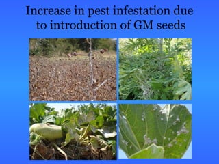 Increase in pest infestation due
to introduction of GM seeds