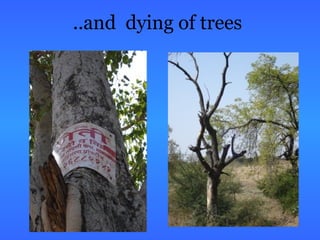 ..and dying of trees
