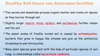 Healthy Soil fauna can determine fertility
 Tiny worms and nematodes process organic matter and create air spaces
as they burrow through soil.
 Slightly larger insects, mites, spiders, and earthworms further loosen
and the soil.
 The sweet aroma of freshly turned soil is caused by actinomycetes,
bacteria that grow in fungus like strands and give us the antibiotics
streptomycin and tetracycline.
 Many plant species grow best with the help of particular species of soil
fungi, in relationships called mycorrhizal symbiosis.
 