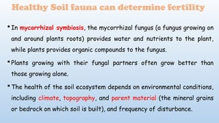 Healthy Soil fauna can determine fertility
 In mycorrhizal symbiosis, the mycorrhizal fungus (a fungus growing on
and around plants roots) provides water and nutrients to the plant,
while plants provides organic compounds to the fungus.
 Plants growing with their fungal partners often grow better than
those growing alone.
 The health of the soil ecosystem depends on environmental conditions,
including climate, topography, and parent material (the mineral grains
or bedrock on which soil is built), and frequency of disturbance.
 
