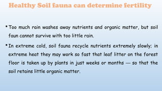 Healthy Soil fauna can determine fertility
 Too much rain washes away nutrients and organic matter, but soil
faun cannot survive with too little rain.
 In extreme cold, soil fauna recycle nutrients extremely slowly; in
extreme heat they may work so fast that leaf litter on the forest
floor is taken up by plants in just weeks or months so that the
─
soil retains little organic matter.
 