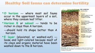  O horizon where most soil fauna
─
occur in the uppermost layers of a soil,
where they consum leaf litter.
 Horizon B or subsoil tends to be
─
richer in clays than A horizon.
─should hold its shape better than A
horizon.
 E layer (eluviated, or washed-out) ─
loose and light-colored because most of
its clays and organic material have been
washed down to the B horizon.
Healthy Soil fauna can determine fertility
 