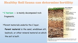  C horizon is mainly decomposed rock
─
fragments.
Parent materials underlie the C layer.
Parent material is the sand, windblown silt,
bedrock, or other mineral material on which
the soil is built.
Healthy Soil fauna can determine fertility
 