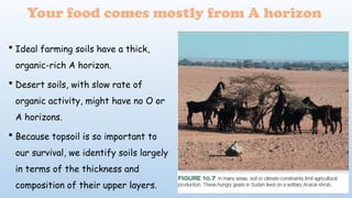 Your food comes mostly from A horizon
 Ideal farming soils have a thick,
organic-rich A horizon.
 Desert soils, with slow rate of
organic activity, might have no O or
A horizons.
 Because topsoil is so important to
our survival, we identify soils largely
in terms of the thickness and
composition of their upper layers.
 