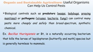 Biological controls such as predators (wasps, ladybugs, praying
mantises) or pathogens (viruses, bacteria, fungi) can control many
pests more cheaply and safely than broad-spectrum, synthetic
chemical.
Ex. Bacillus thuringiensis or Bt, is a naturally occurring bacterium
that kills the larvae of lepidopteran (butterfly and moth) species but
is generally harmless to mammals.
Organic and Sustainable Agriculture: Useful Organisms
Can Help Us Control Pests
 