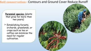 Perennial species (plants
that grow for more than
two years)
 Establishing forests,
orchards, grasslands, or
crops such as tea or
coffee can minimize the
need for regular
cultivation.
Soil conservation : Contours and Ground Cover Reduce Runoff
 