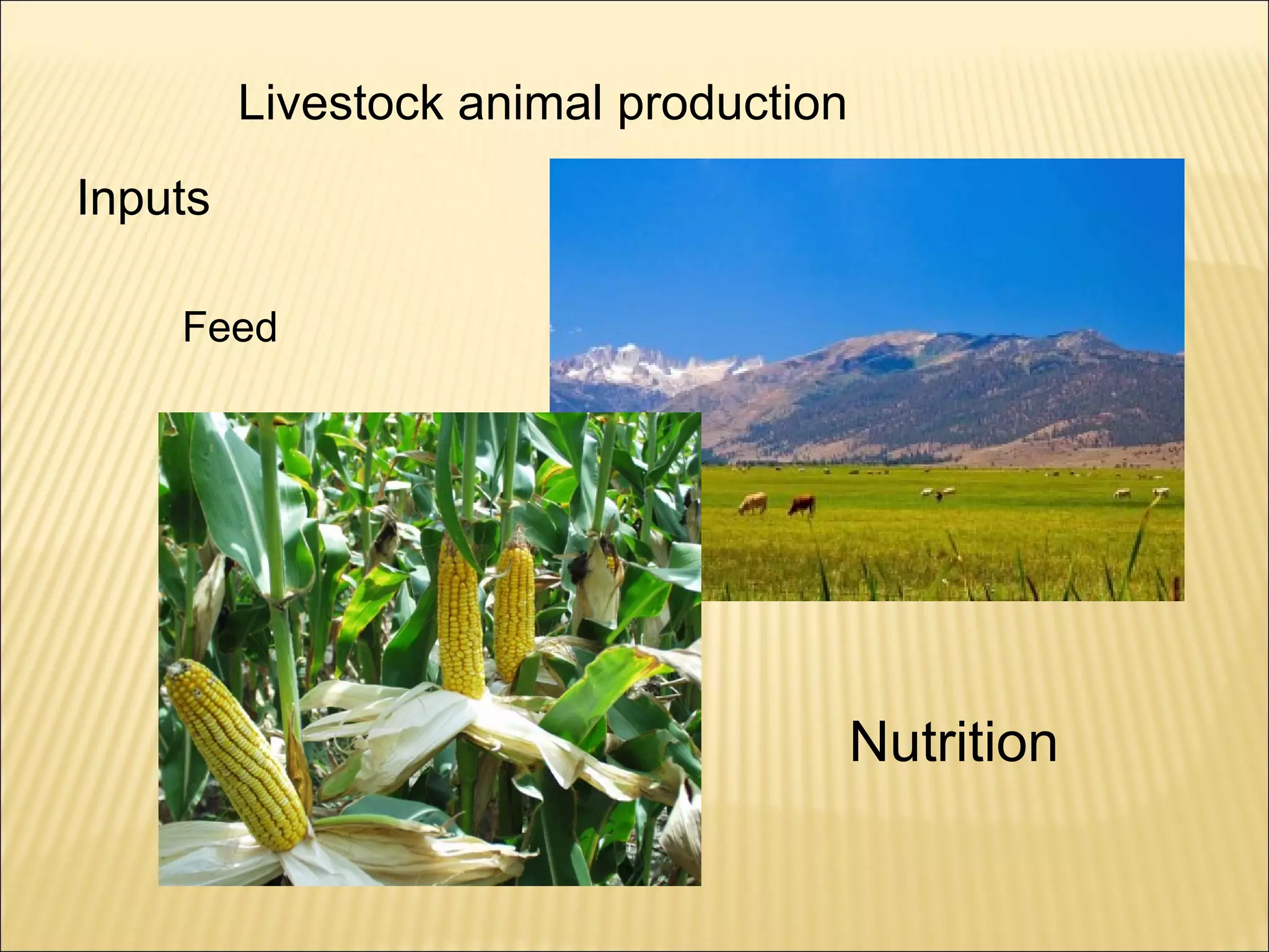 Farming-Fishing | PPT