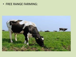 • FREE RANGE FARMING:

 