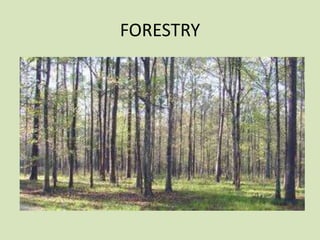FORESTRY

 