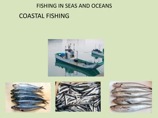 FISHING IN SEAS AND OCEANS

COASTAL FISHING

 