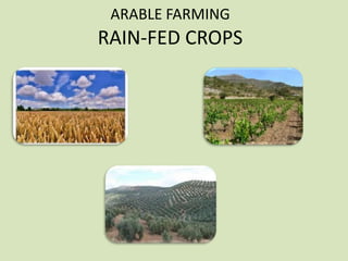ARABLE FARMING

RAIN-FED CROPS

 