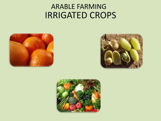 ARABLE FARMING

IRRIGATED CROPS

 
