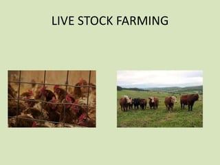 LIVE STOCK FARMING

 