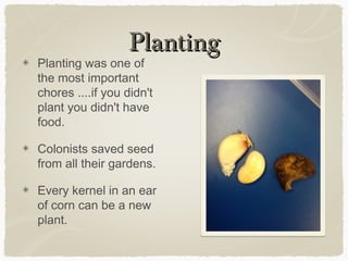 Planting
Planting was one of
the most important
chores ....if you didn't
plant you didn't have
food.

Colonists saved seed
from all their gardens.

Every kernel in an ear
of corn can be a new
plant.
 