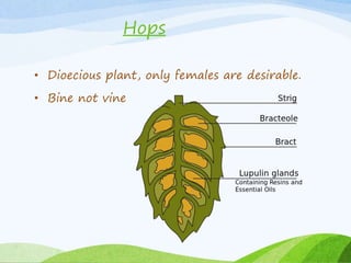 Hops
• Dioecious plant, only females are desirable.
• Bine not vine
 