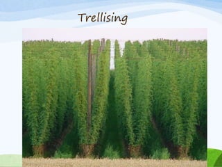 Trellising
 