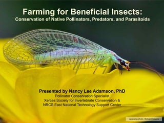 Farming for Beneficial Insects:
Conservation of Native Pollinators, Predators, and Parasitoids

Presented by Nancy Lee Adamson, PhD
Pollinator Conservation Specialist
Xerces Society for Invertebrate Conservation &
NRCS East National Technology Support Center

Lacewing photo: Richard Greene

 