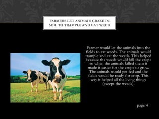 FARMERS LET ANIMALS GRAZE IN
SOIL TO TRAMPLE AND EAT WEED




                 Farmer would let the animals into the
                fields to eat weeds. The animals would
                trample and eat the weeds. This helped
                because the weeds would kill the crops
                   so when the animals killed them it
                  made it easier for the crops to grow.
                   The animals would get fed and the
                  fields would be ready for crop. This
                    way it helped all the living things
                           (except the weeds).




                                              page 4
 