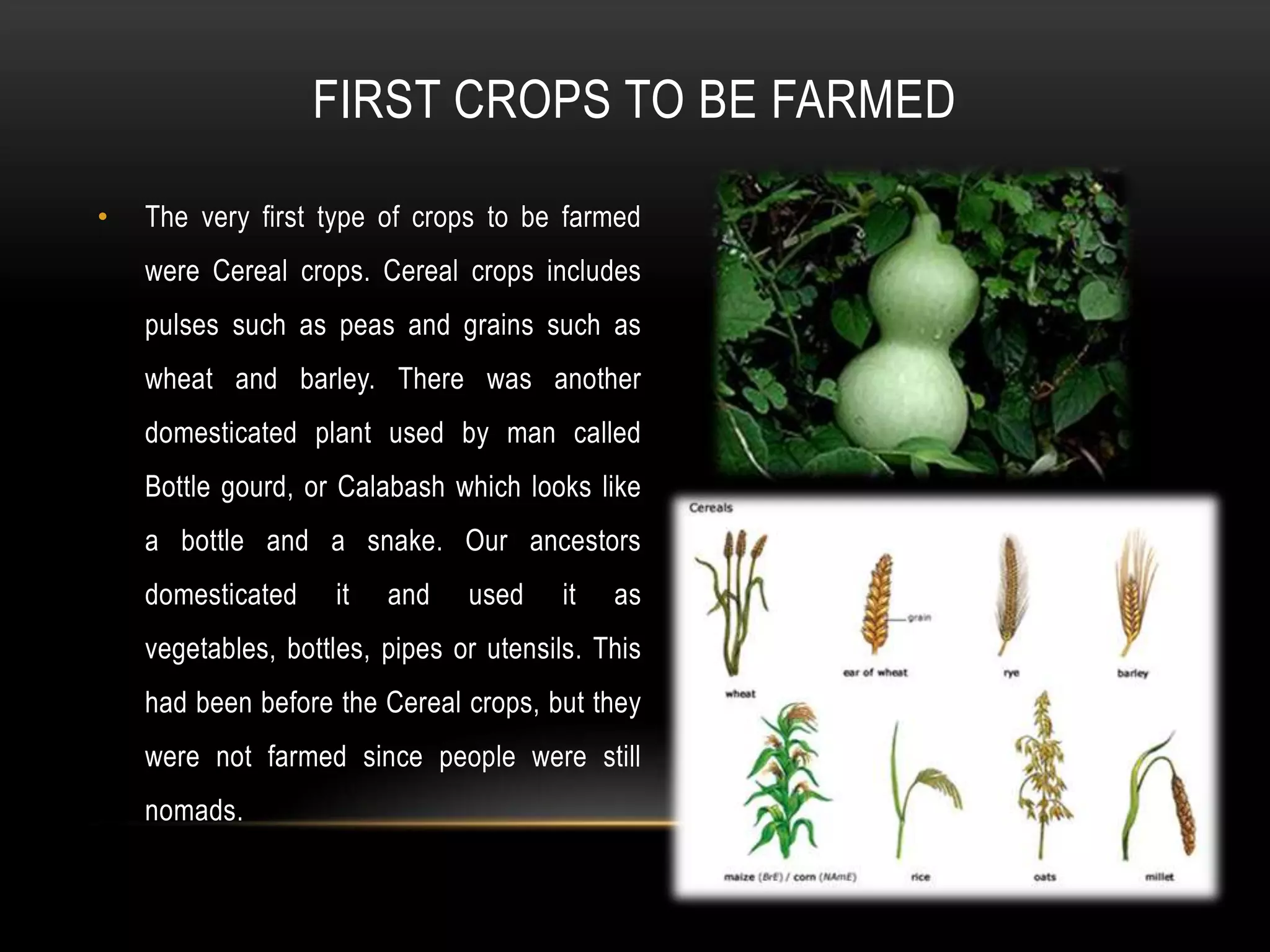FIRST CROPS TO BE FARMED

•   The very first type of crops to be farmed
    were Cereal crops. Cereal crops includes
    pulses such as peas and grains such as
    wheat and barley. There was another
    domesticated plant used by man called
    Bottle gourd, or Calabash which looks like
    a bottle and a snake. Our ancestors
    domesticated    it   and    used     it   as
    vegetables, bottles, pipes or utensils. This
    had been before the Cereal crops, but they
    were not farmed since people were still
    nomads.
 