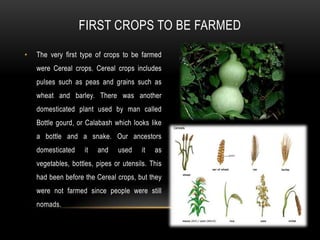 FIRST CROPS TO BE FARMED

•   The very first type of crops to be farmed
    were Cereal crops. Cereal crops includes
    pulses such as peas and grains such as
    wheat and barley. There was another
    domesticated plant used by man called
    Bottle gourd, or Calabash which looks like
    a bottle and a snake. Our ancestors
    domesticated    it   and    used     it   as
    vegetables, bottles, pipes or utensils. This
    had been before the Cereal crops, but they
    were not farmed since people were still
    nomads.
 