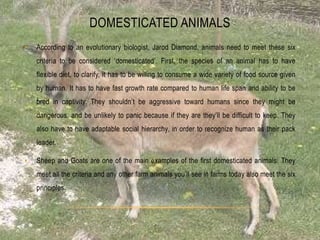 DOMESTICATED ANIMALS
•   According to an evolutionary biologist, Jarod Diamond, animals need to meet these six
    criteria to be considered „domesticated‟. First, the species of an animal has to have
    flexible diet, to clarify, it has to be willing to consume a wide variety of food source given
    by human. It has to have fast growth rate compared to human life span and ability to be
    bred in captivity. They shouldn‟t be aggressive toward humans since they might be
    dangerous, and be unlikely to panic because if they are they‟ll be difficult to keep. They
    also have to have adaptable social hierarchy, in order to recognize human as their pack
    leader.

•   Sheep and Goats are one of the main examples of the first domesticated animals. They
    meet all the criteria and any other farm animals you‟ll see in farms today also meet the six
    principles.
 